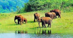 Kerala Tour Package 1 - Image 6